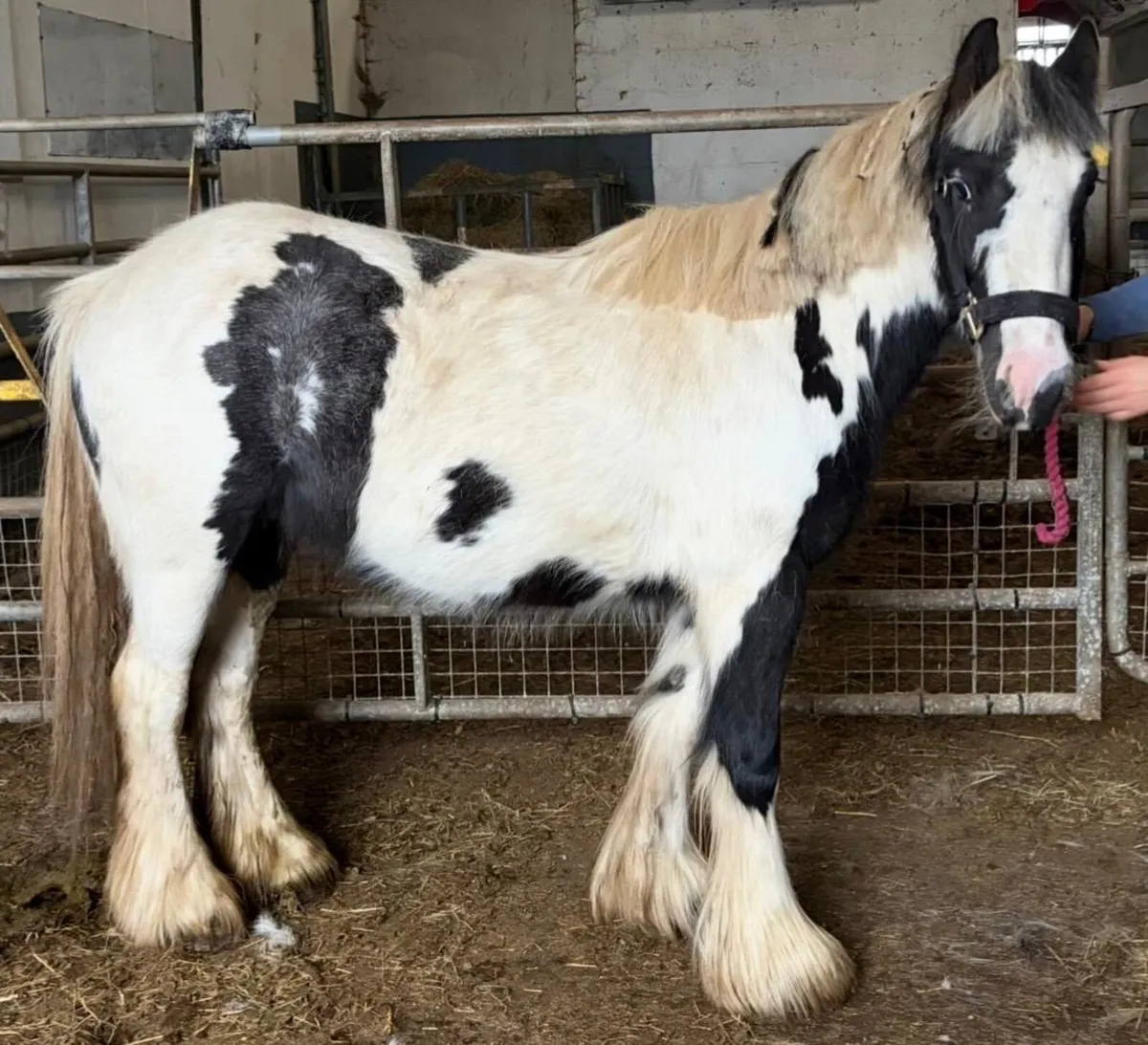 Piebald mare 12hh, 6 years old - Image 1