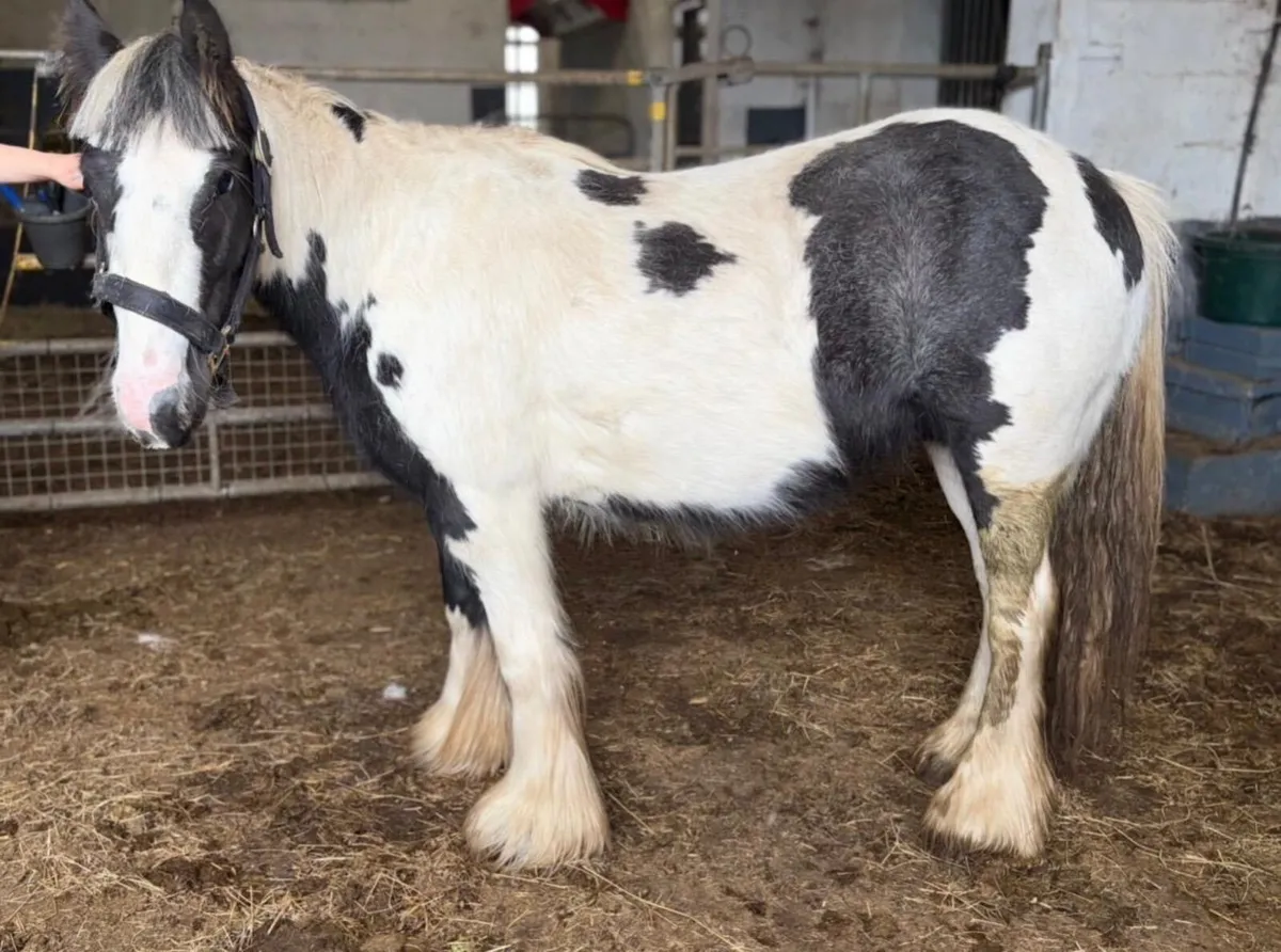 Piebald mare 12hh, 6 years old - Image 2