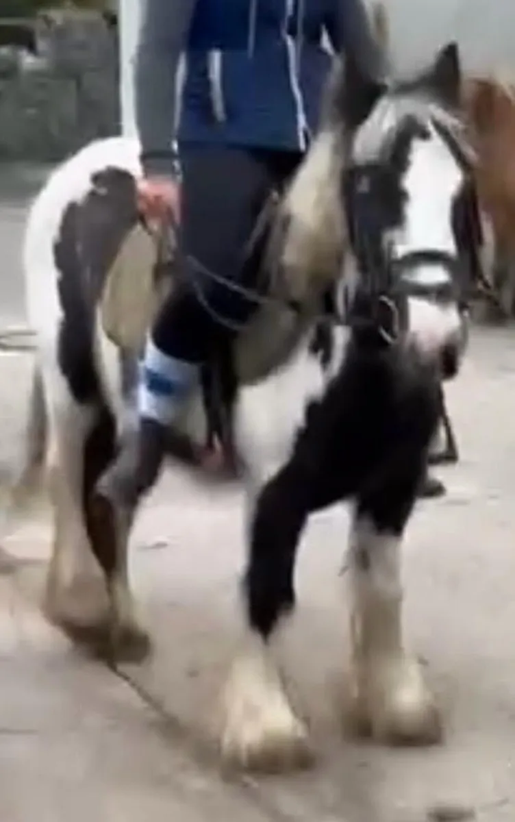 Piebald mare 12hh, 6 years old - Image 3