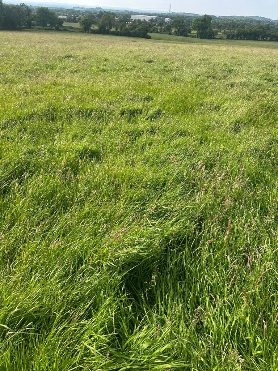 Silage Grass. 52 Acres. All in one field. - Image 1