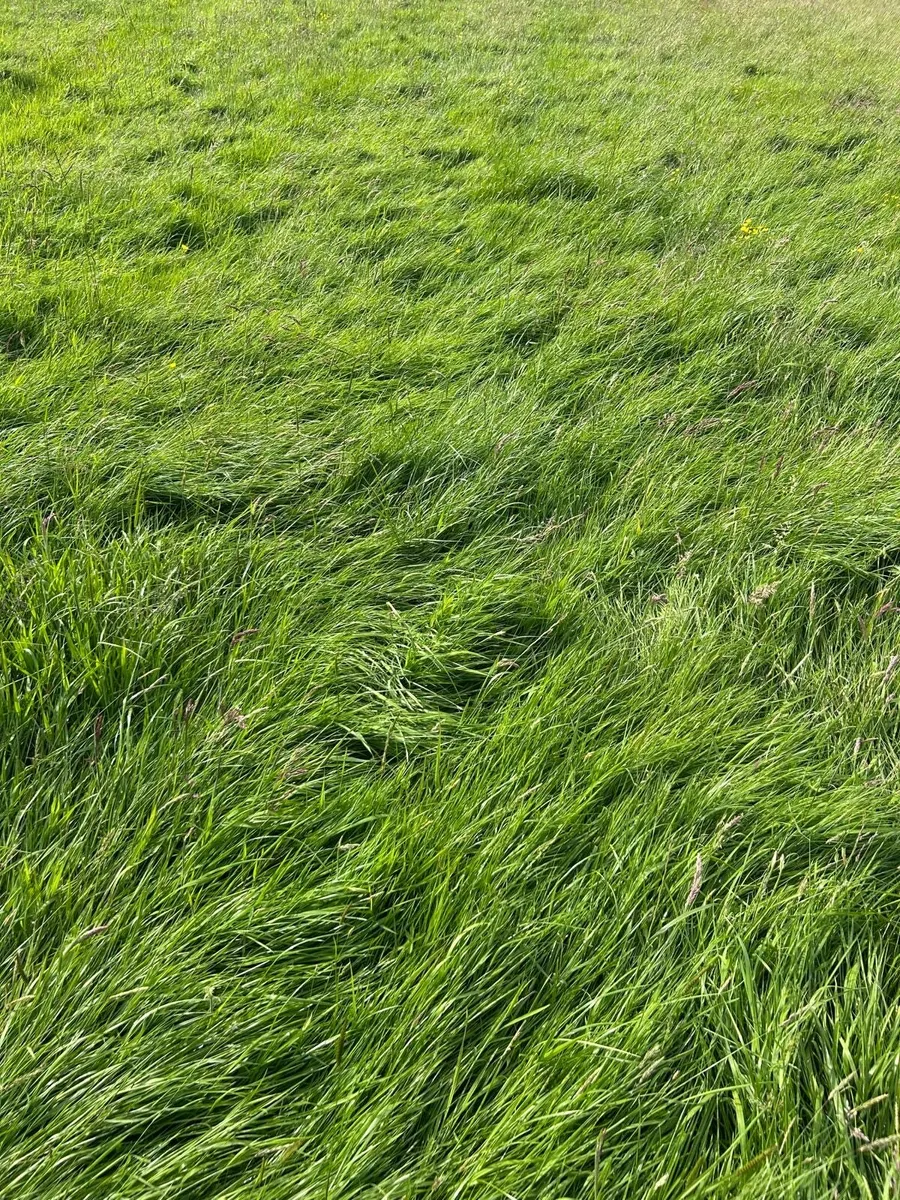 Silage Grass. 52 Acres. All in one field. - Image 3