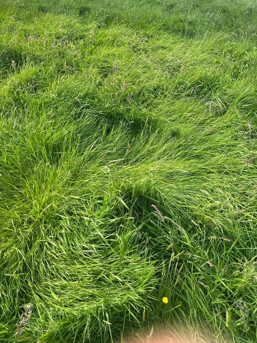 Silage Grass. 52 Acres. All in one field. - Image 4