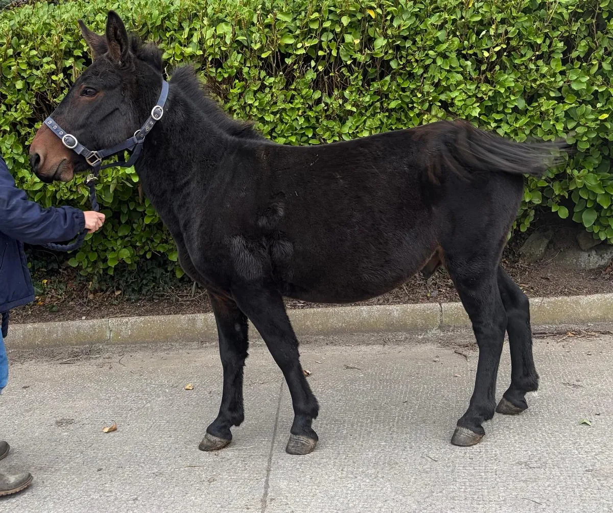 Friendly mule - Image 1