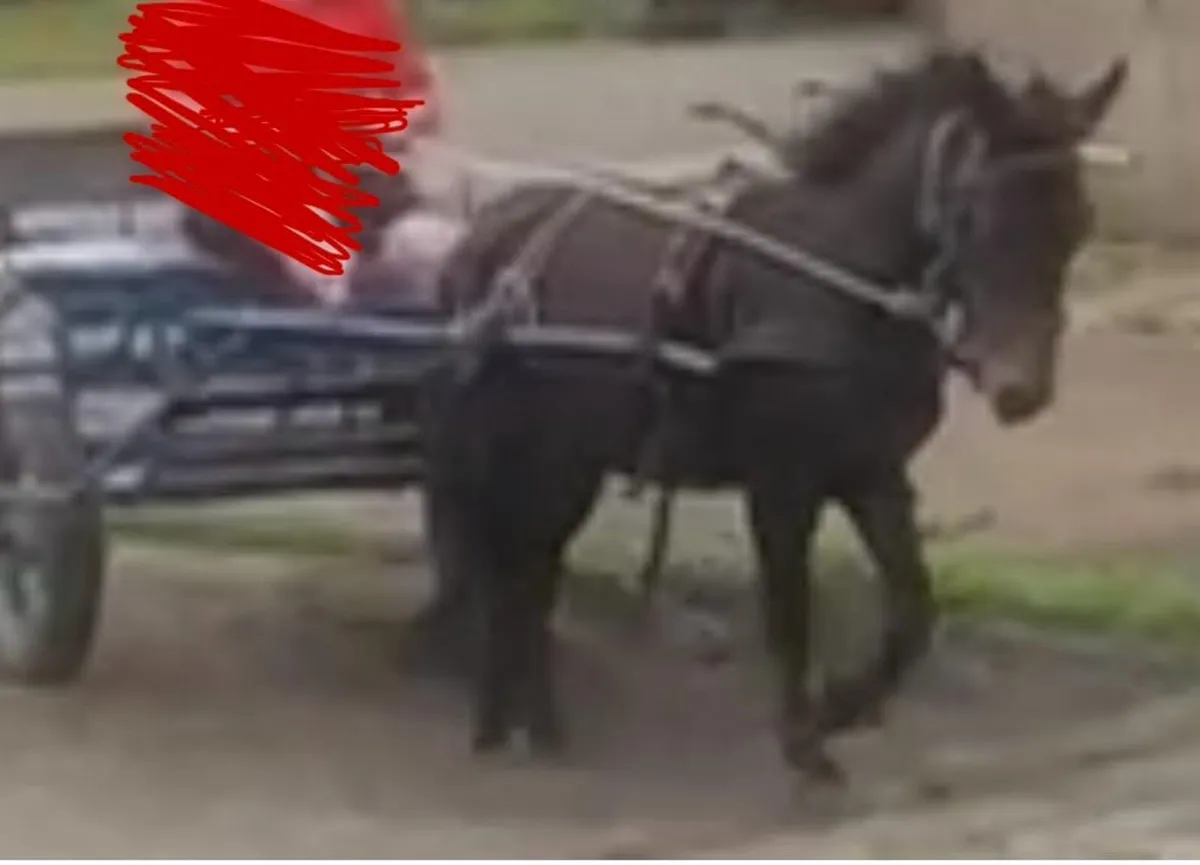 Friendly mule - Image 2
