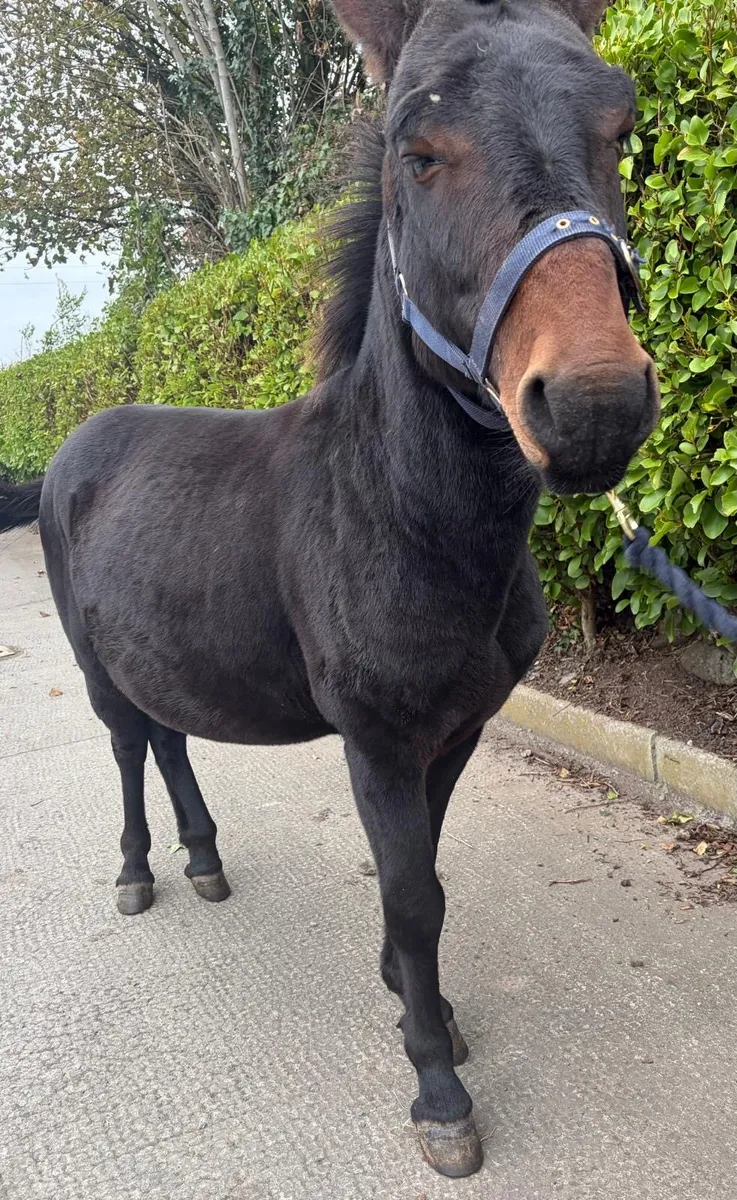 Friendly mule - Image 3