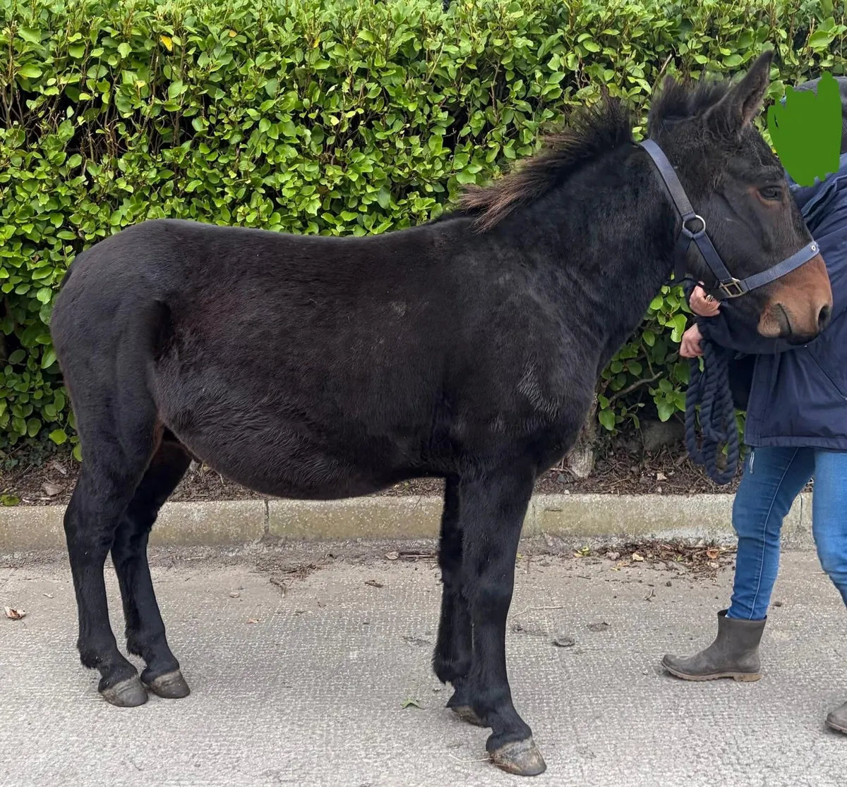 Friendly mule - Image 4