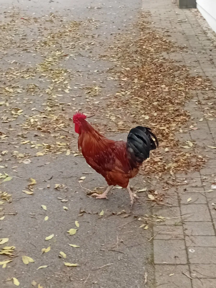 Rooster - Image 1