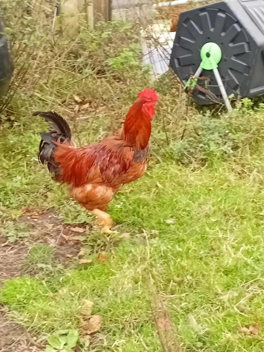 Rooster - Image 2