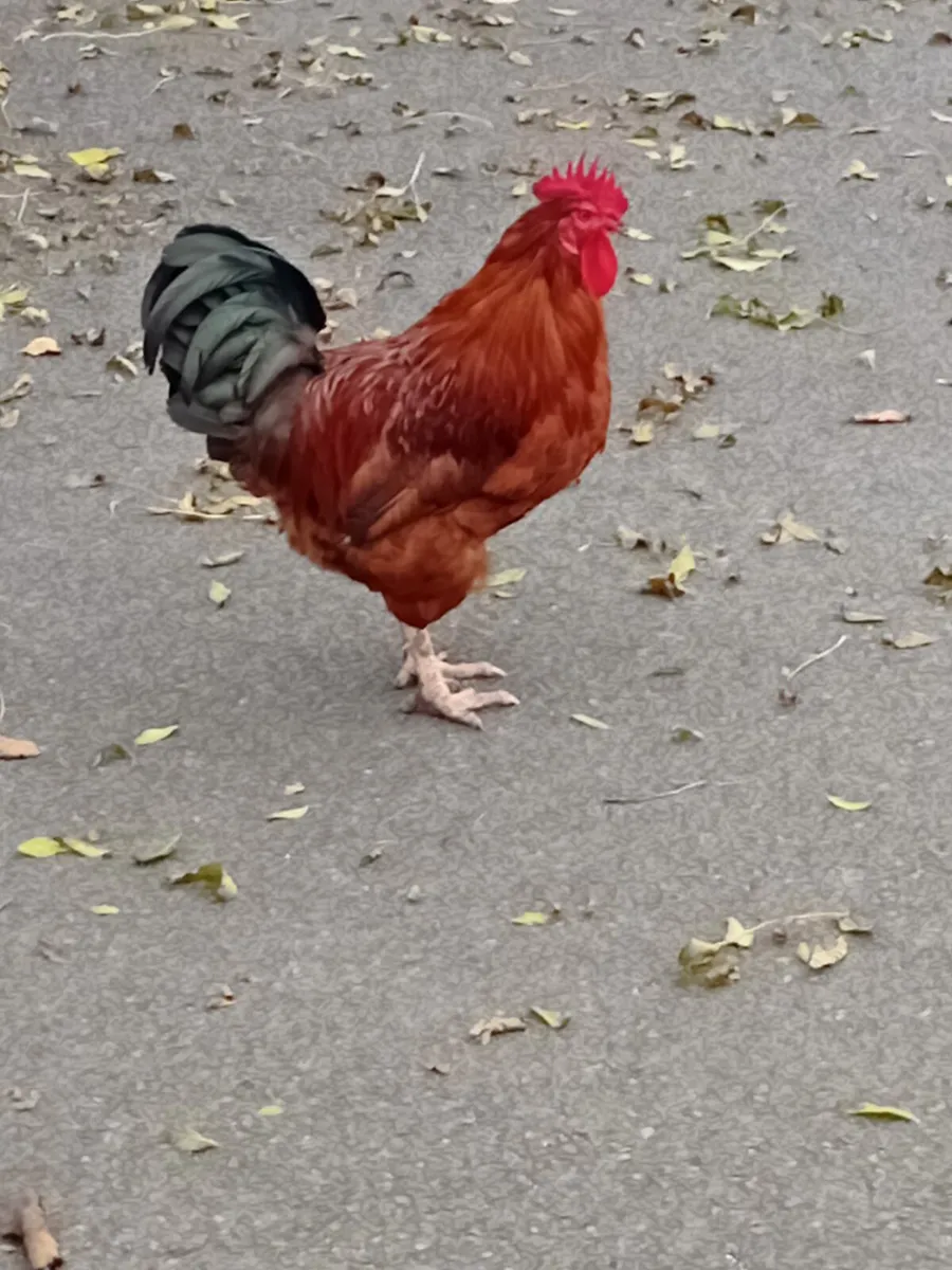Rooster - Image 3