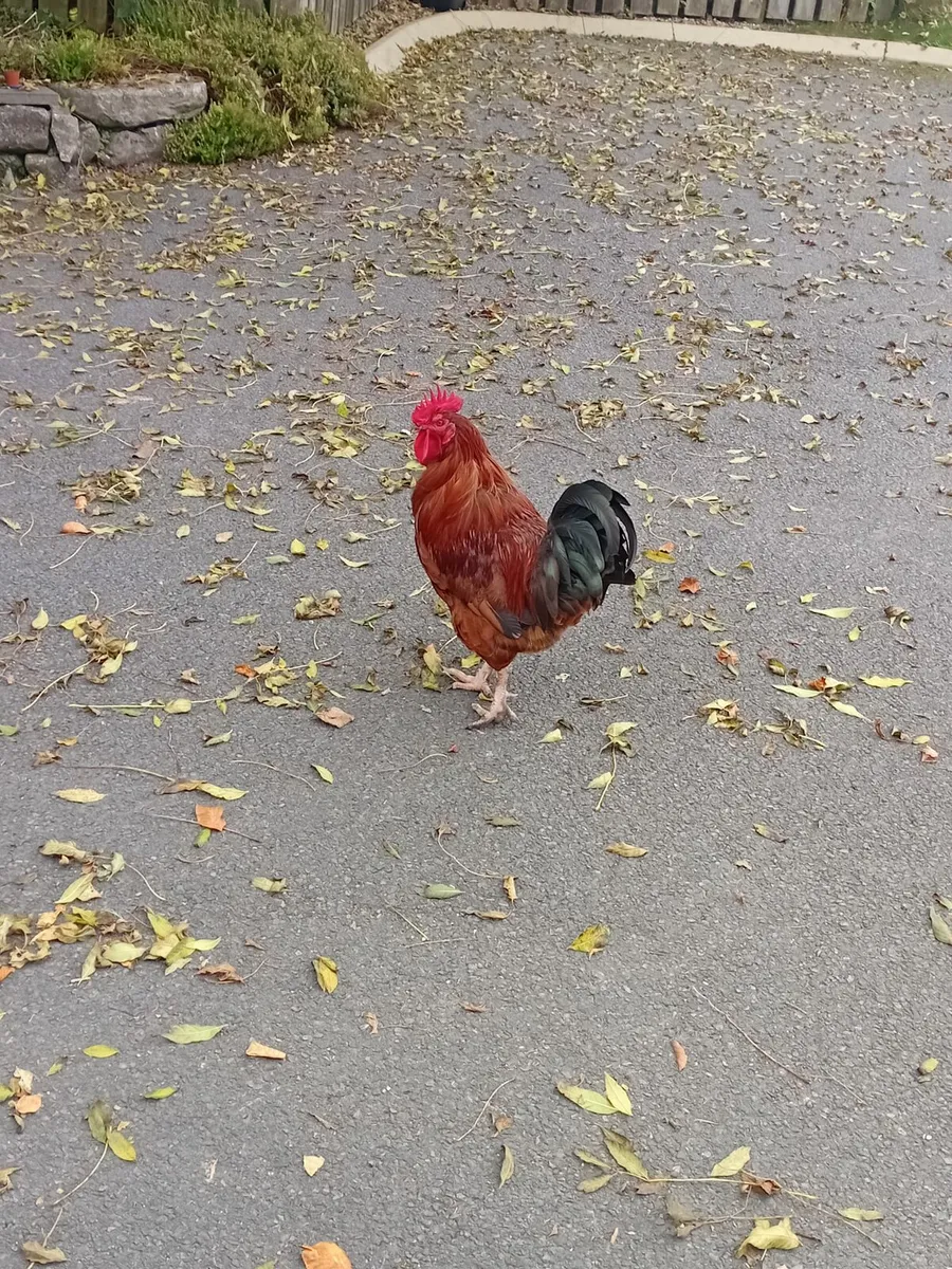 Rooster - Image 4