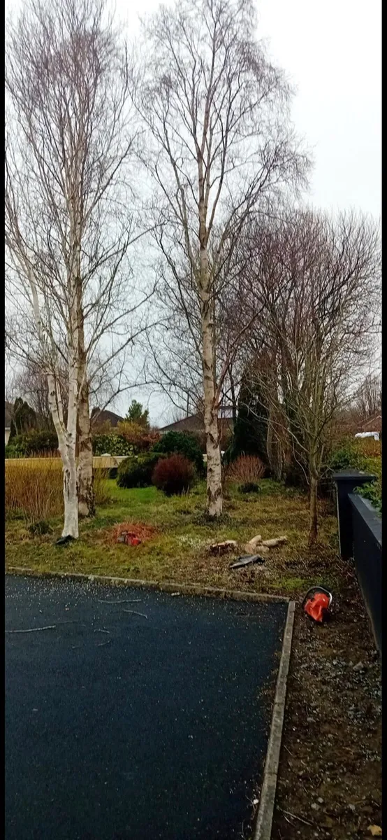 Tree care Services - Image 3