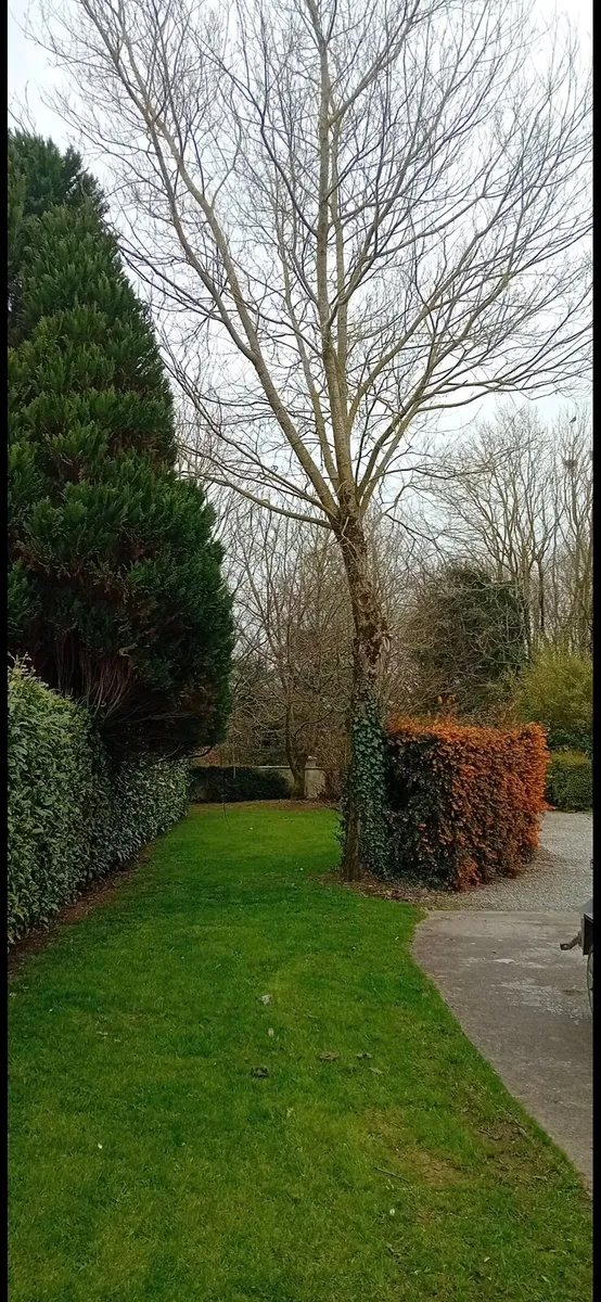 Tree care Services - Image 2