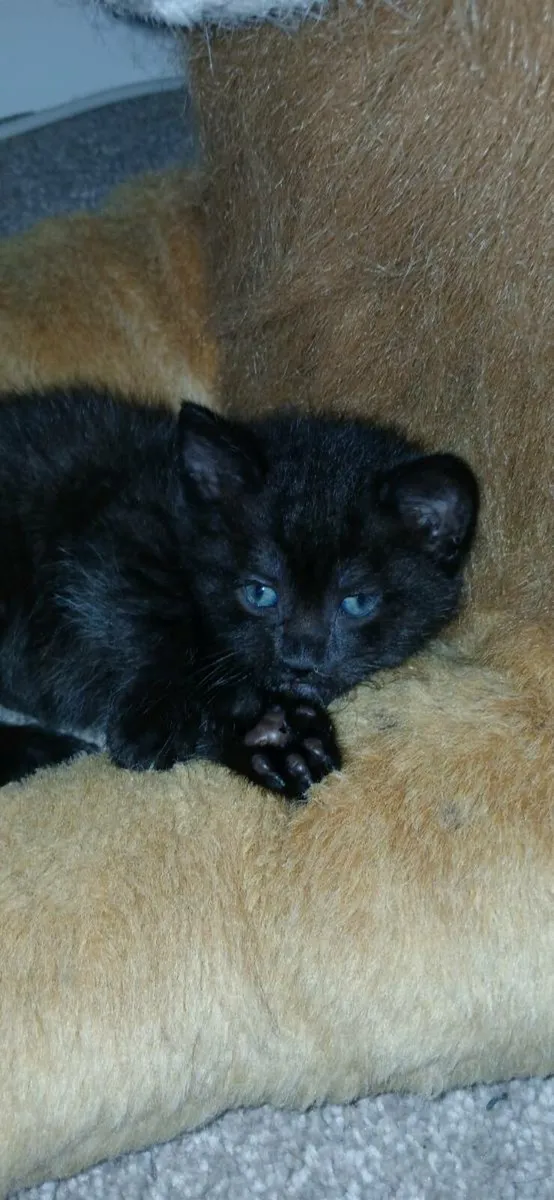 Beautiful kitten💗 - Image 1