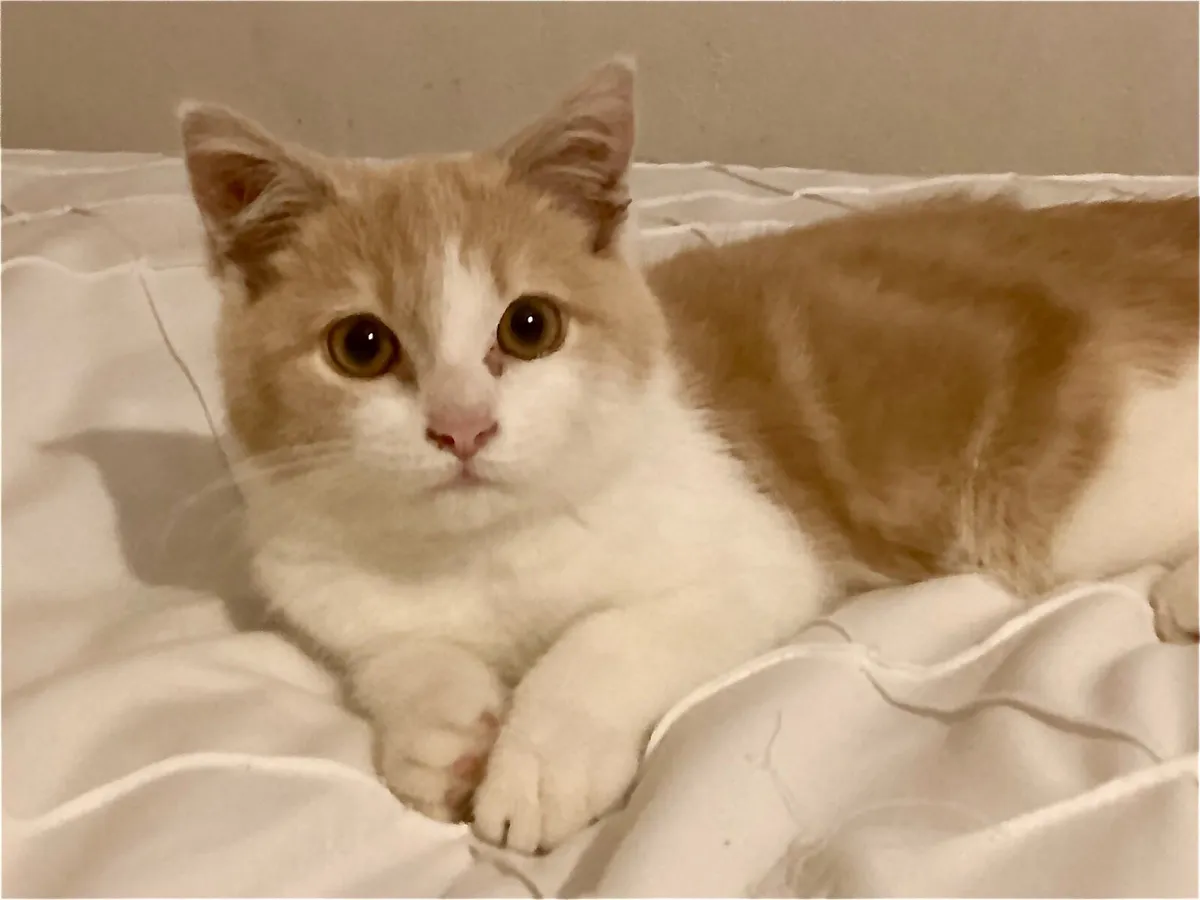 Persian mixed Kitten - Image 2