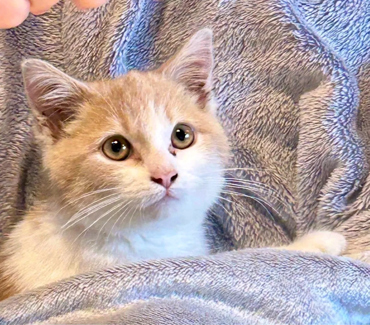 Persian mixed Kitten - Image 3