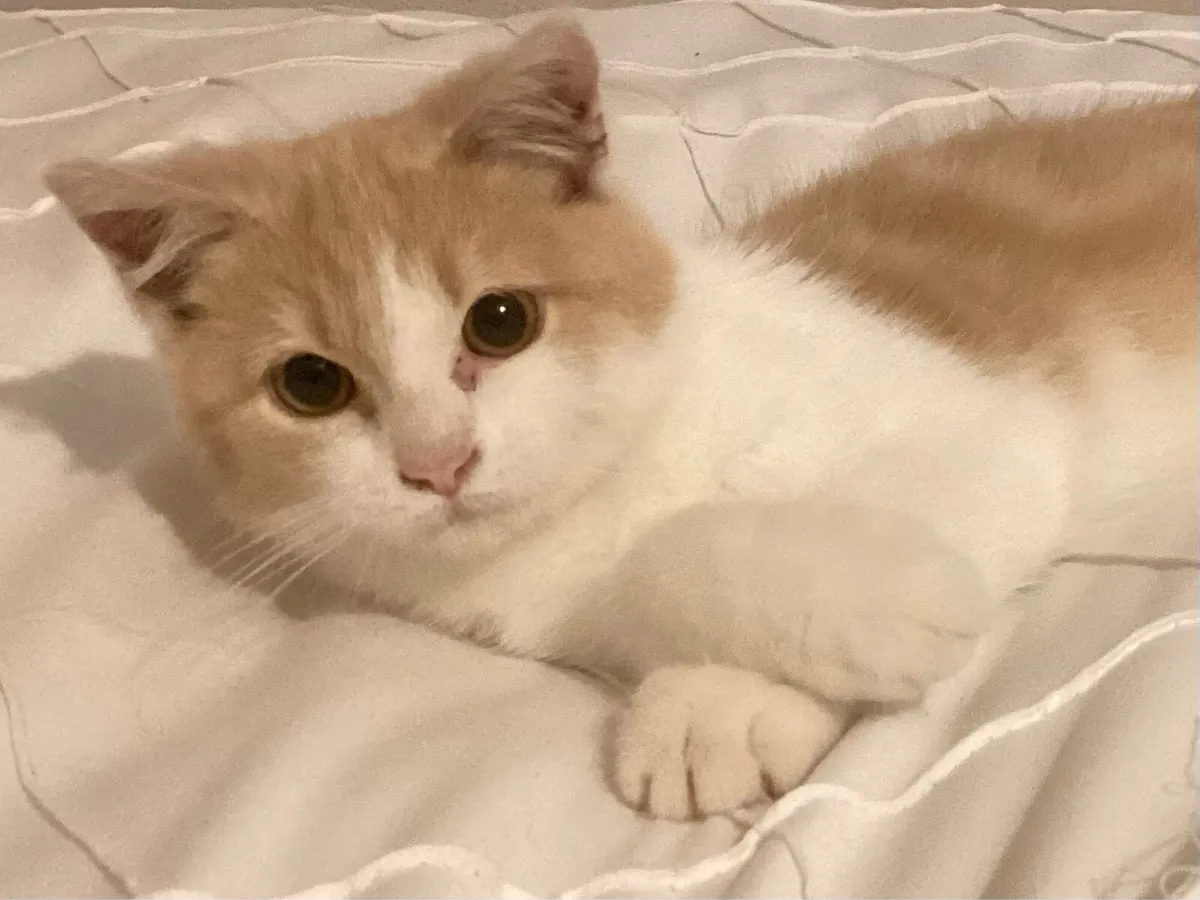 Persian mixed Kitten - Image 1