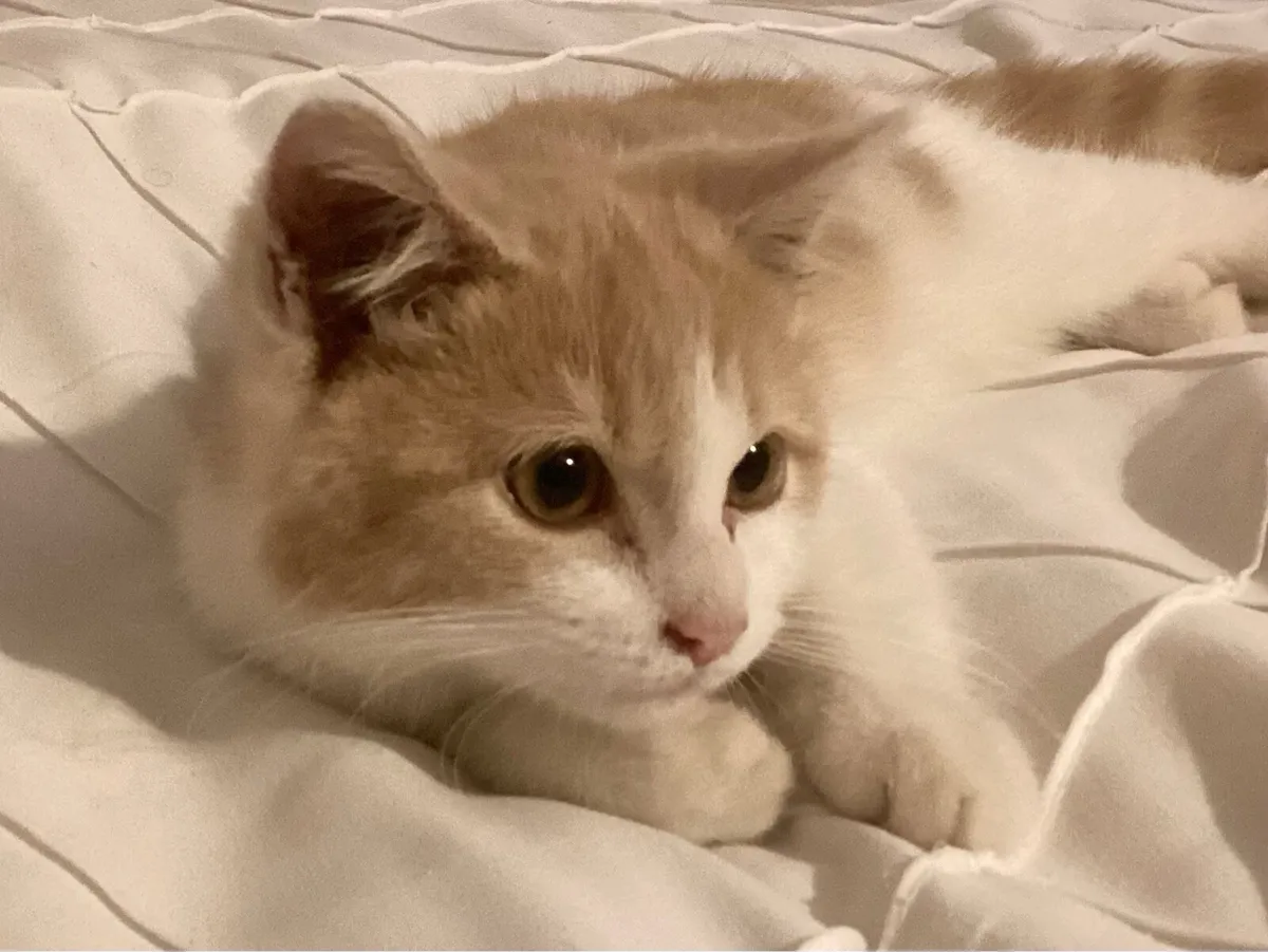 Persian mixed Kitten - Image 4