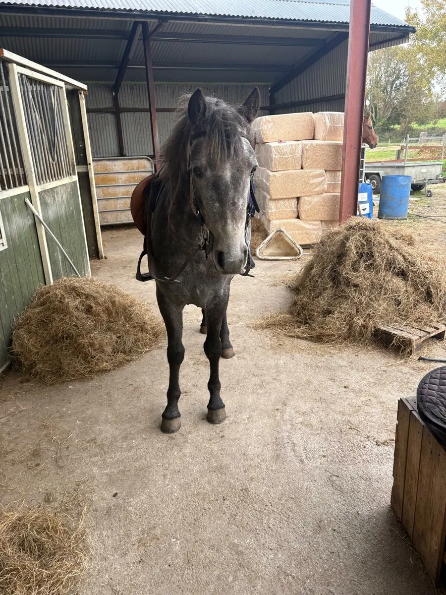 Connemara gelding - Image 2