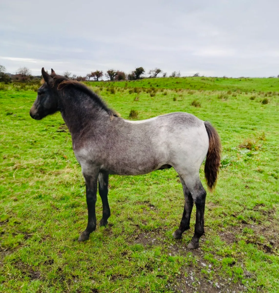Connemara Colt Foal