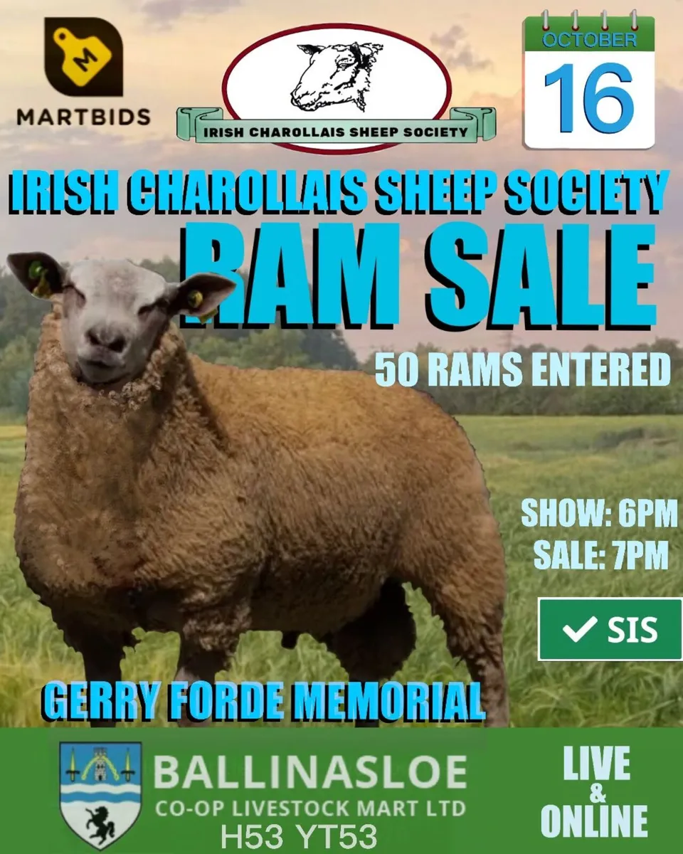 Charollais ram sale @Ballinasloe mart