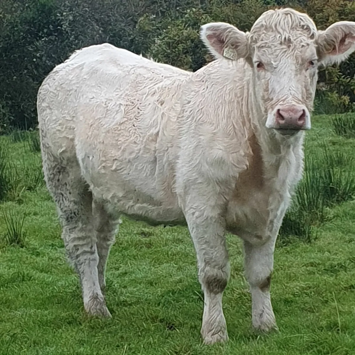 PBR Charolais Heifer - Image 1