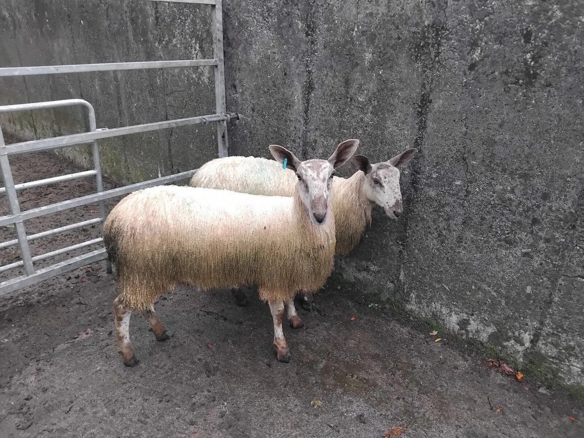 Bluefaced Lester ewe lambs - Image 1