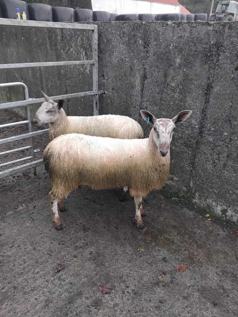 Bluefaced Lester ewe lambs - Image 2