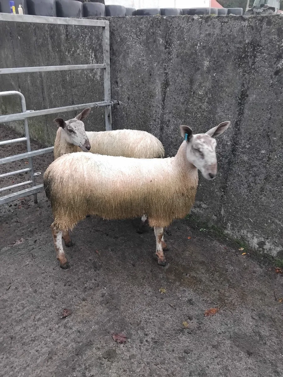 Bluefaced Lester ewe lambs - Image 3
