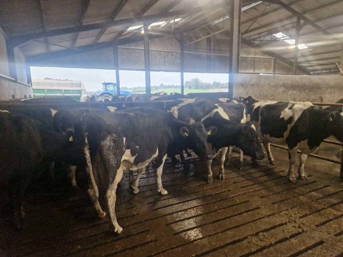 10 Feeding Cows - Image 2
