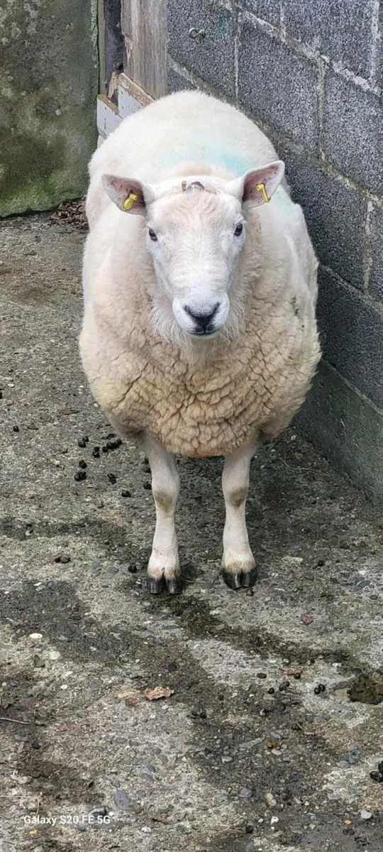 North County Ram - Image 2