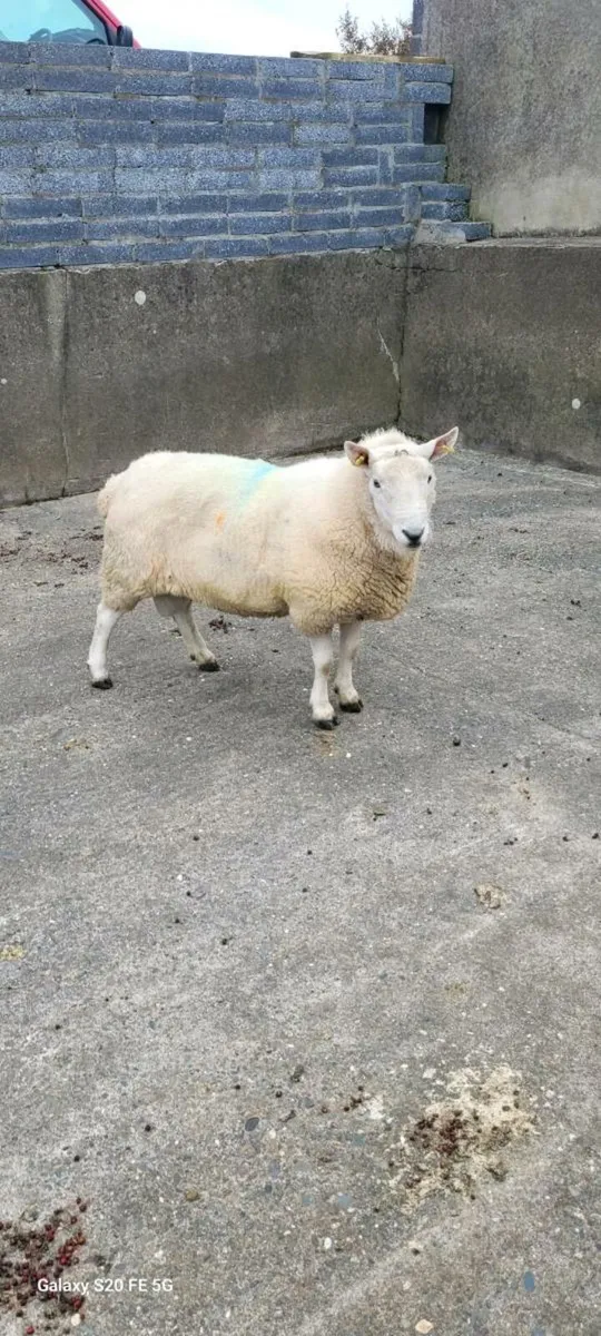 North County Ram - Image 1
