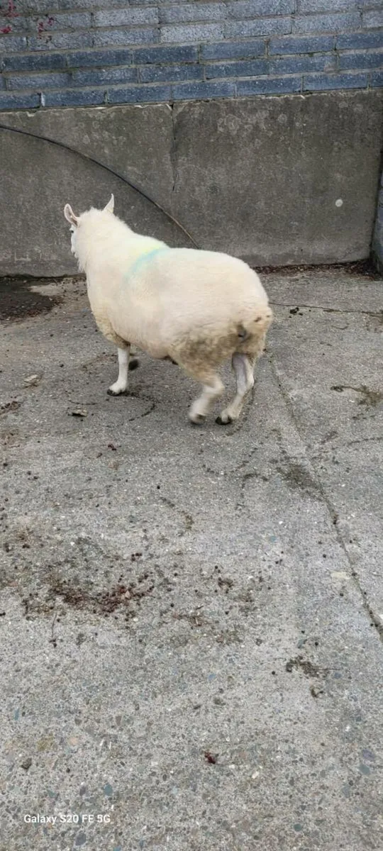 North County Ram - Image 3