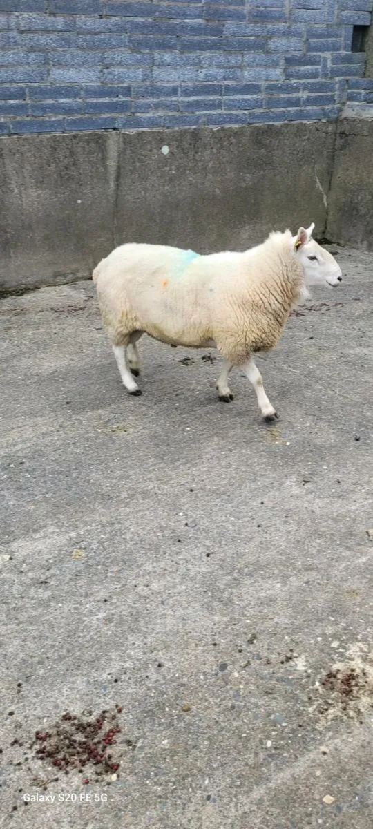 North County Ram - Image 4