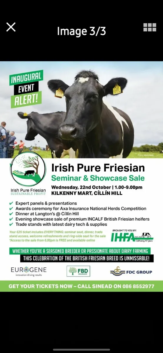Irish Pure Friesian - Image 2