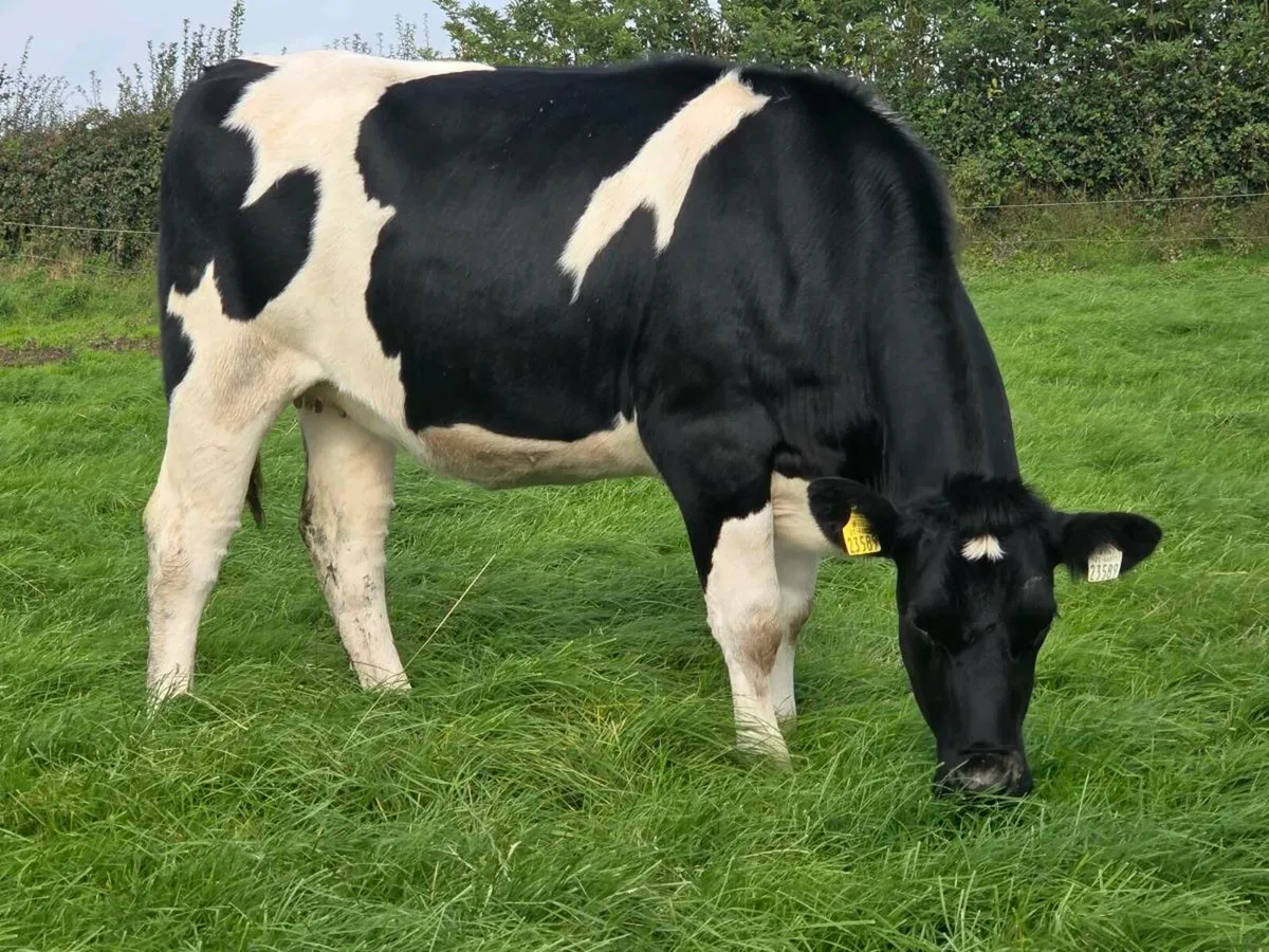 Irish Pure Friesian - Image 1