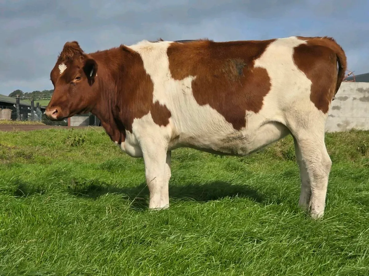 Irish Pure Friesian - Image 4