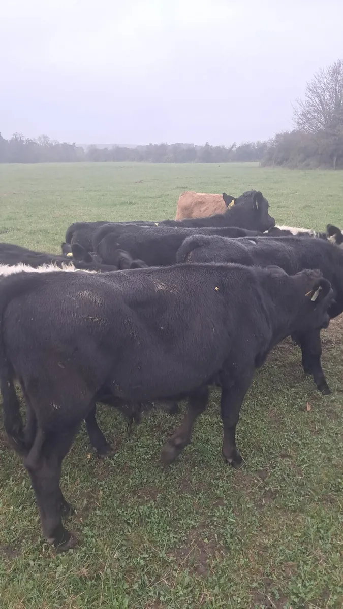 Weanling bulls - Image 1