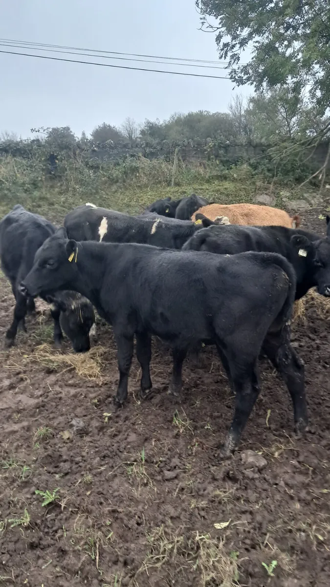 Weanling bulls - Image 4
