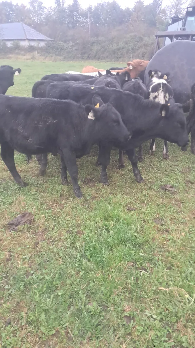 Weanling bulls - Image 2