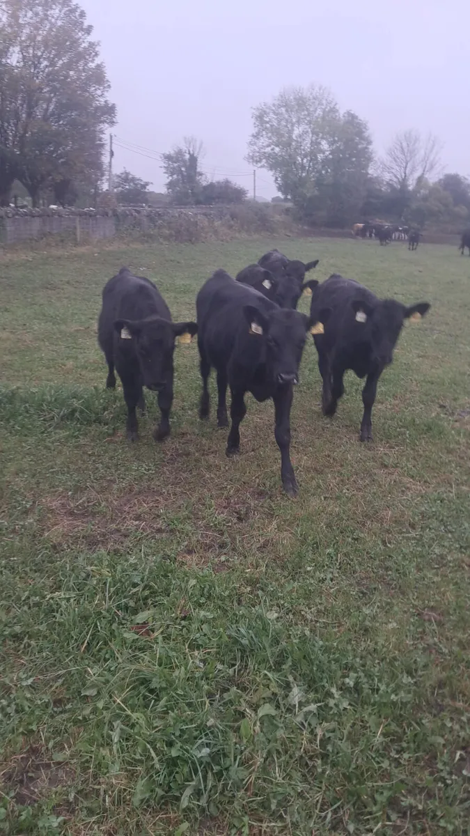 Weanling bulls - Image 3