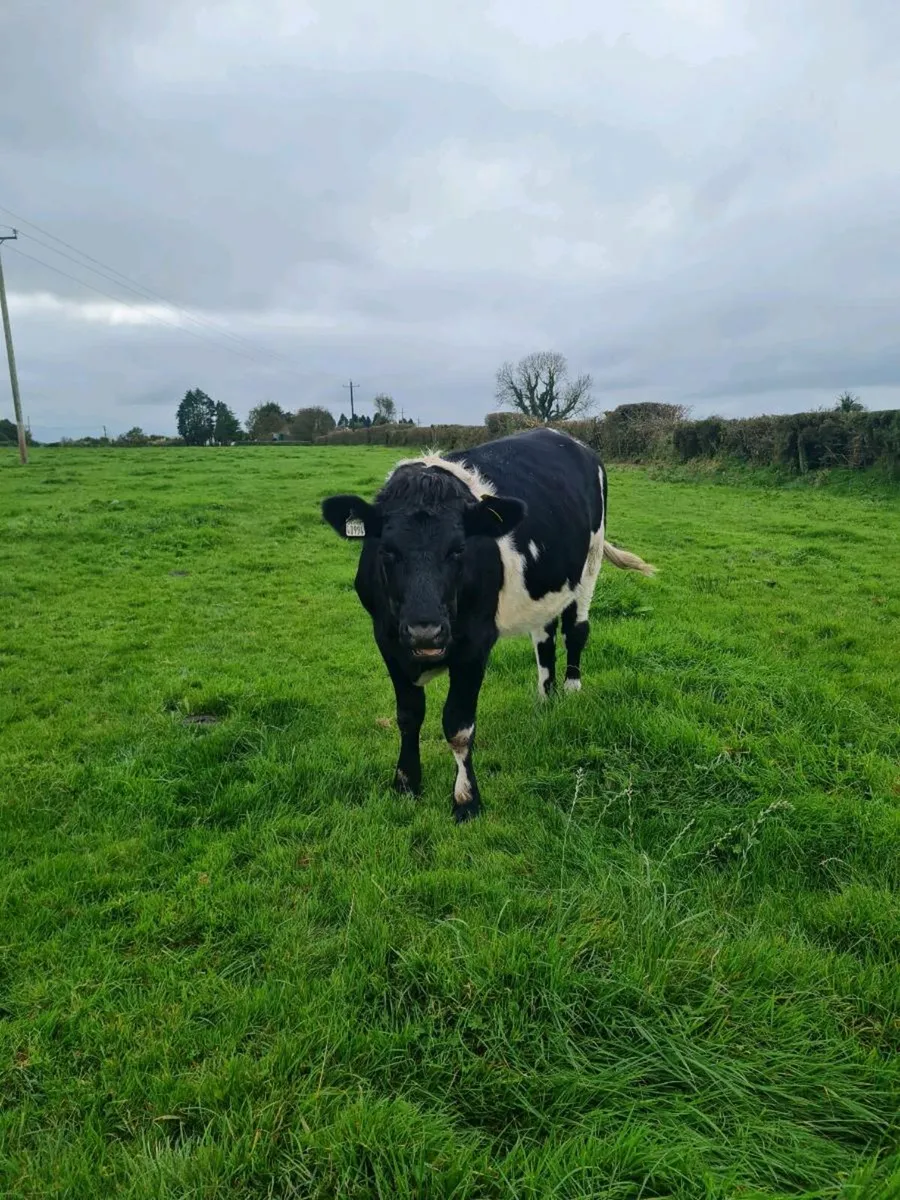 In-calf Heifer - Image 2