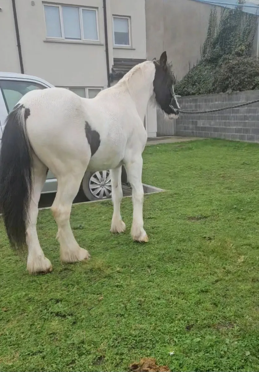 Horse - Image 2