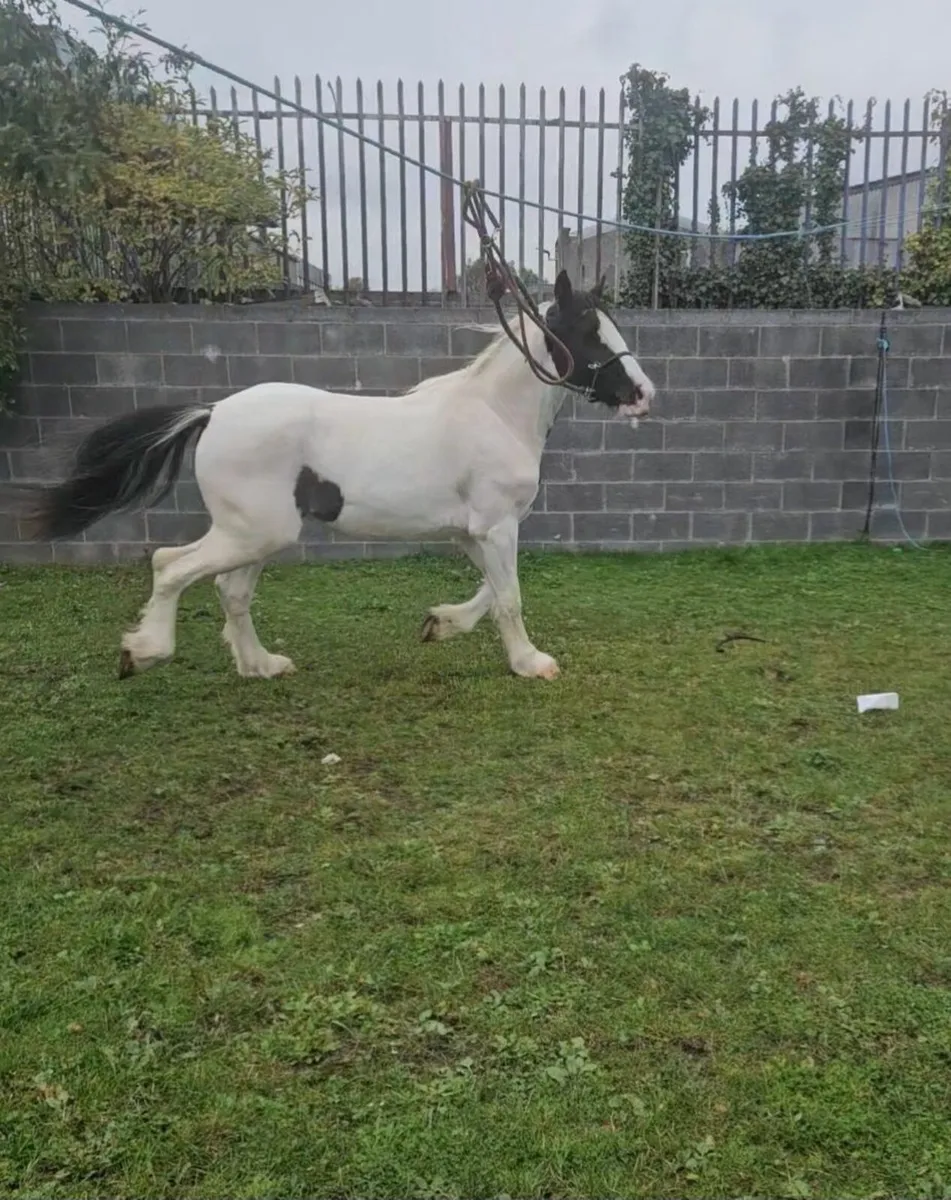 Horse - Image 1