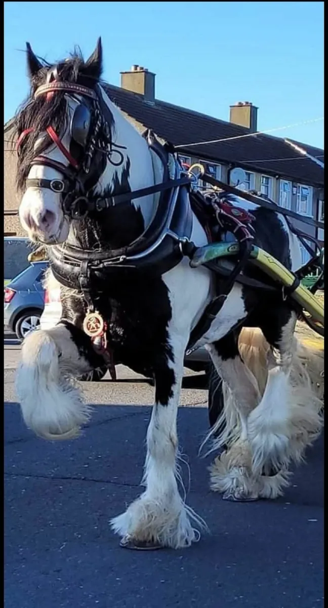 Horse - Image 4