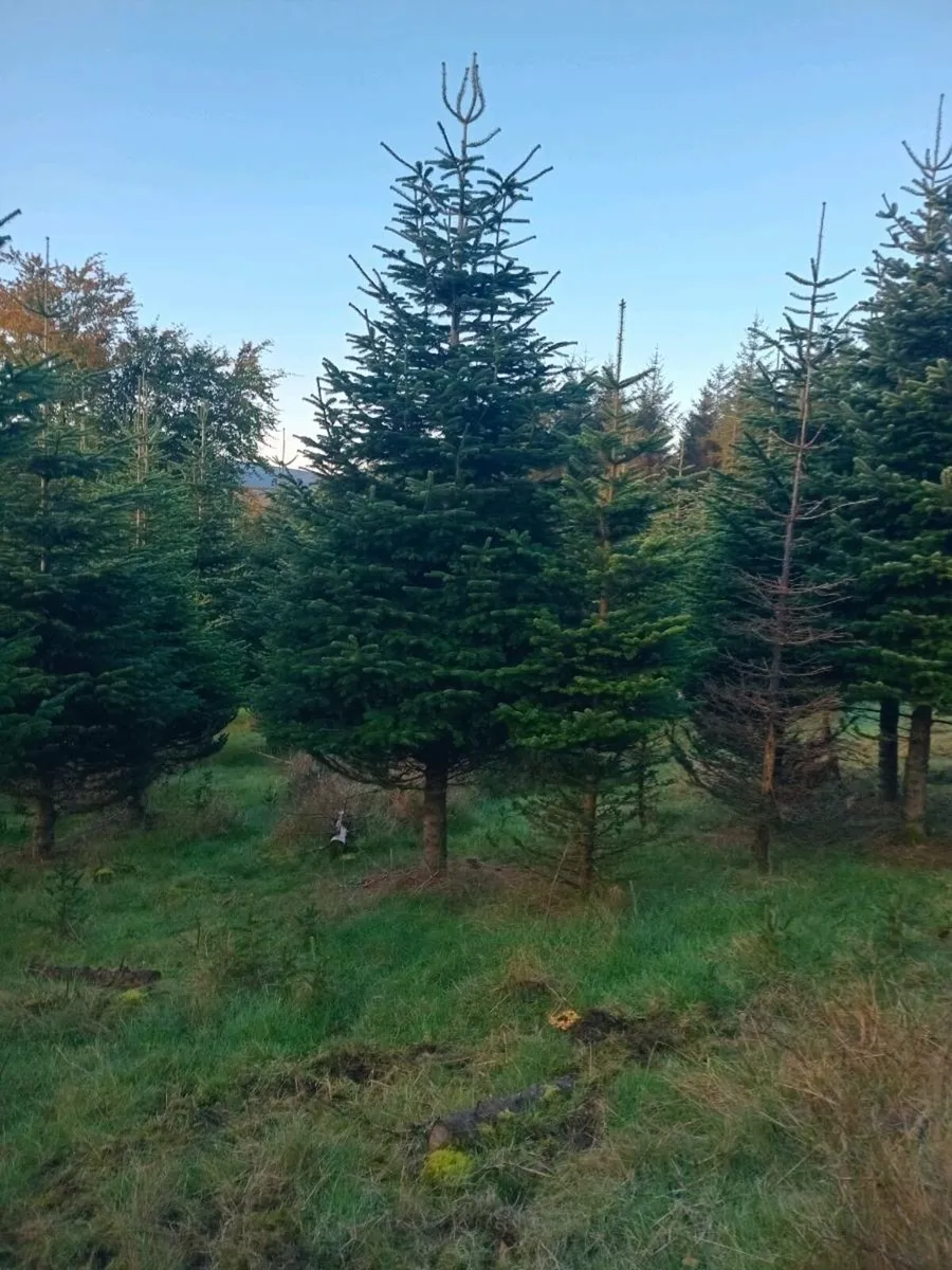 Christmas trees - Image 1