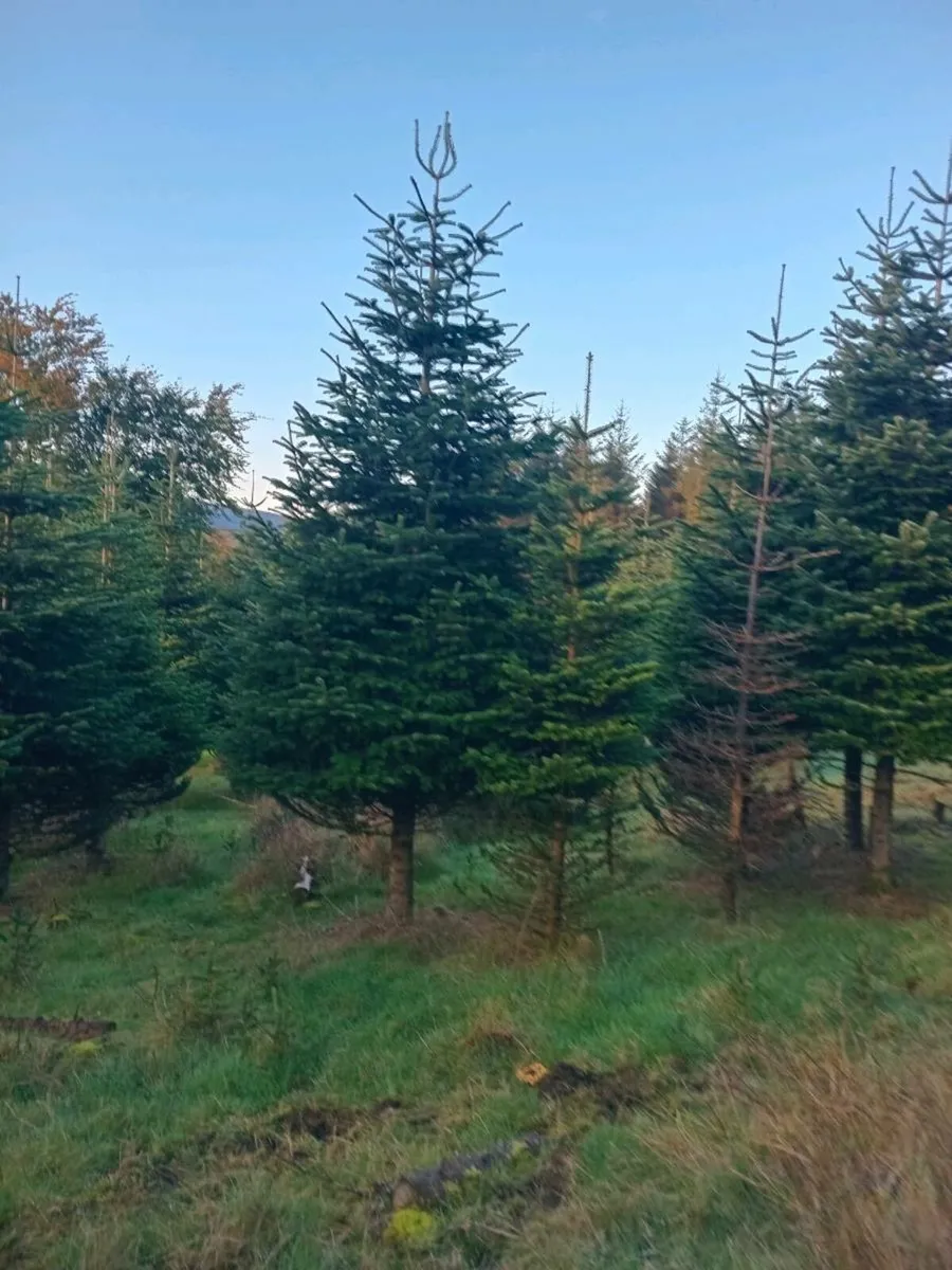 Christmas trees - Image 2