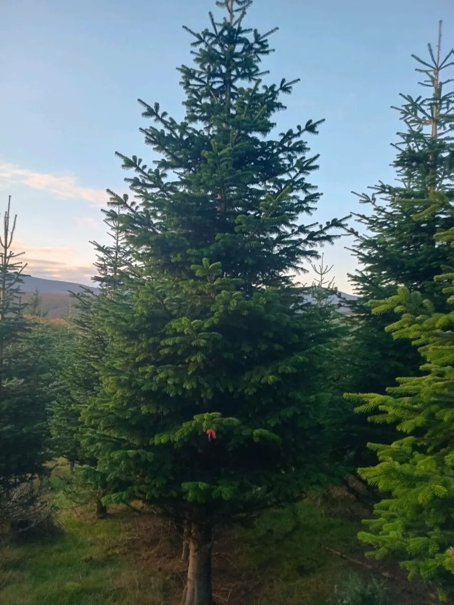 Christmas trees - Image 3