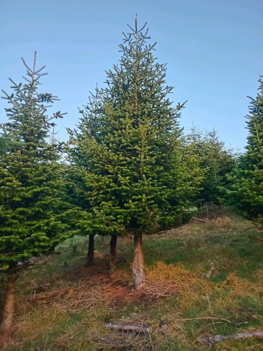 Christmas trees - Image 4