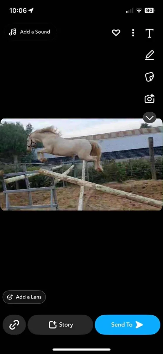 ☘️Ballinavoash Joey full  Connemara stallion ☘️ - Image 2