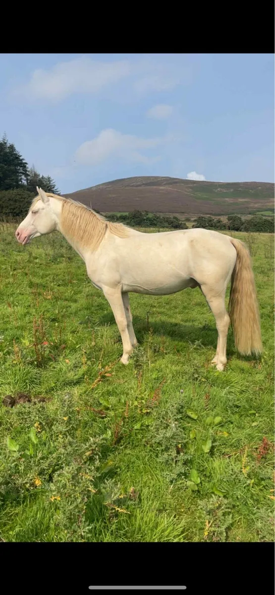 ☘️Ballinavoash Joey full  Connemara stallion ☘️ - Image 3
